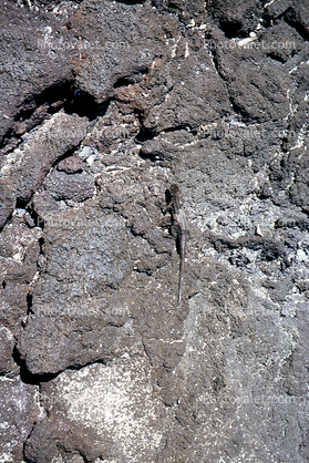 Galapagos Marine Iguana, (Amblyrhynchus cristatus), Iguania, Iguanidae