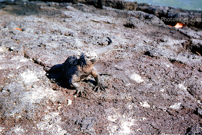 Galapagos Marine Iguana, (Amblyrhynchus cristatus), Iguania, Iguanidae