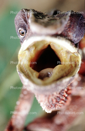 Mouth of a Chameleon, Lacertilia, Iguania, Chamaeleonidae