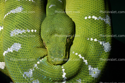 Head, Emerald Tree Boa, (Corallus canina), Boidae, Constrictor