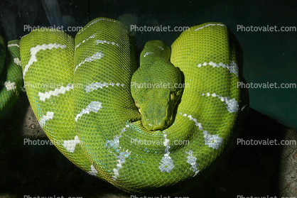 Emerald Tree Boa, (Corallus canina), Boidae, Constrictor