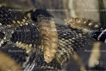 Western Diamondback Rattlesnake, Crotalus atrox, Viperidae, Crotalinae, Crotalus, Venomous, Pitviper, Viper