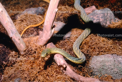 Green Mamba, (Dendroaspis viridis), Elapidae, Dendroaspis, venomous, poisonous