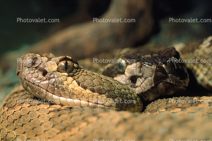 Rattlesnake, Pitviper, Pit Viper, Venomous, Viper, Viperidae