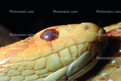 Gardner Snake, albinism, albino