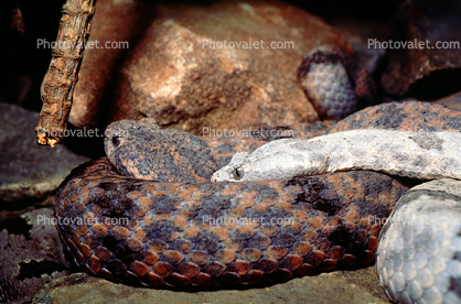 Rock Rattlesnake, (Crotalus lepidus)