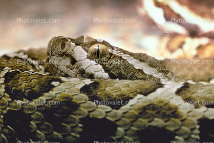 Northern Pacific Rattlesnake, (Crotalus viridis oreganus), Crotalinae, Viperidae, Viper, Pitviper, Venomous