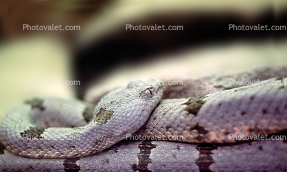 Speckled Rattlesnake, (Crotalus mitchellii), Viperidae, Crotalinae, Mitchell's rattlesnake, Viper, Venomous, Deadly