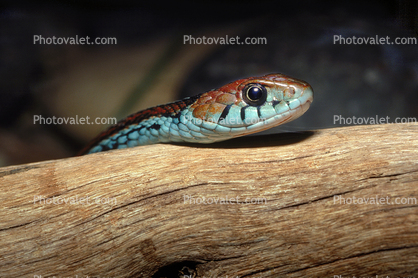 San Francisco Garter Snake, (Thamnophis sirtalis tetrataenia), Colubridae