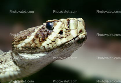 Eastern Diamond Rattlesnake, (Crotalus adamanteus), Venomous, Pitviper, Viperidae, Crotalus