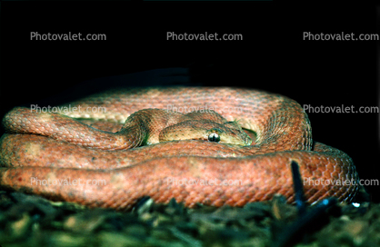 Eyelash Viper, (Bothriechis schlegelii), Venomous, Viper, Pitviper, Viperidae, Crotalinae