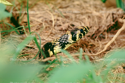 Whip Snake, (Spilotes pullatus)