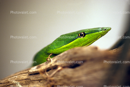 ferocious looking Vine Snake, eyes