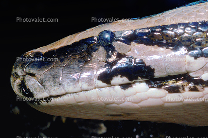Burmese Python, (Python molurus bivittatus), Pythonidae, constrictor