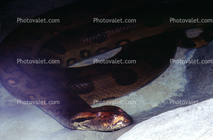 Giant Anaconda, (Eunectes murinus)