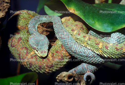 Eyelash Viper, (Bothriechis schlegelii), Venomous, Viper, Pitviper, Viperidae, Crotalinae