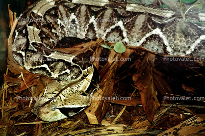 Gaboon Viper (Bitis Gabonica), Venomous Viper, Viperidae, Viperinae
