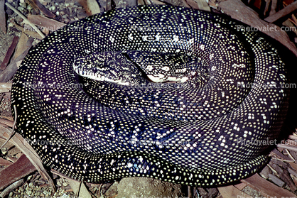 Diamond Python, (Moralia spilota spilota)
