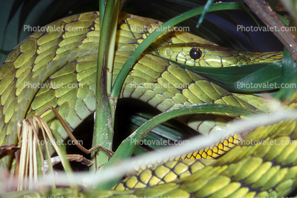 Green Mamba, (Dendroaspis viridis), Elapidae, Dendroaspis, venomous, poisonous