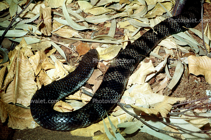 Eastern Tiger Snake, (Notechis scutatus), Elapidae, venomous