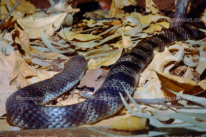 Eastern Tiger Snake, (Notechis scutatus), Elapidae, venomous