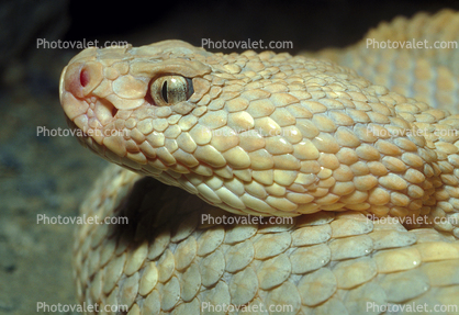 Eyes of an Aruba Island Rattlesnake, (Crotalus durissys unicolor), Venomous, Viper, Pitviper, Viperidae, Crotalinae, Crotalus