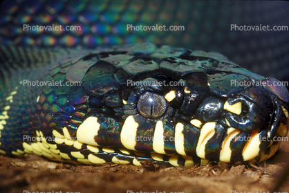 Boelens Python, (Morelia boeleni), Pythonidae