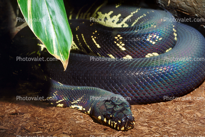 Boelens Python, (Morelia boeleni), Pythonidae