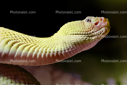 Neotropical Rattlesnake, (Crotalus durissus), Venomous Pitviper, Viper, Viperidae