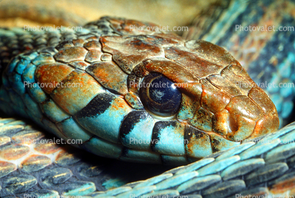 San Francisco Garter Snake, (Thamnophis sirtalis tetrataenia), Colubridae