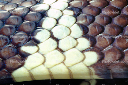 Skin, Scales, California Kingsnake, (Lampropeltis getula californiae), Colubridae