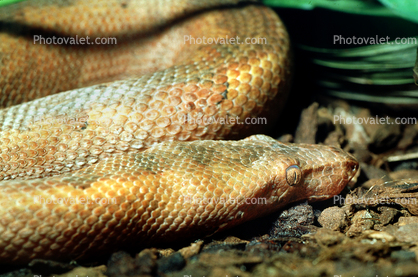 Ground Boa Snake, (Candoia carinata), Boidae, Constrictor