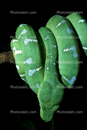 Emerald Tree Boa, (Corallus canina), Boidae, Constrictor