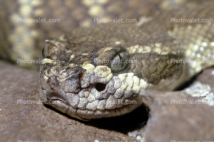 Northern Pacific Rattlesnake, (Crotalus viridis oreganus), Viperdae
