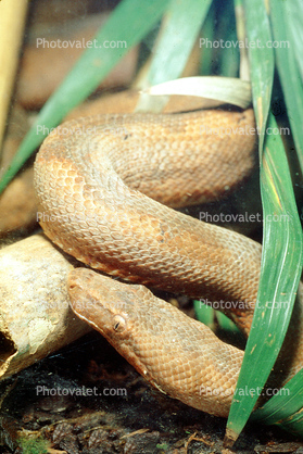 Rosy Boa, (Lichanura trivirgata), (Boidae), Boidae, Constrictor