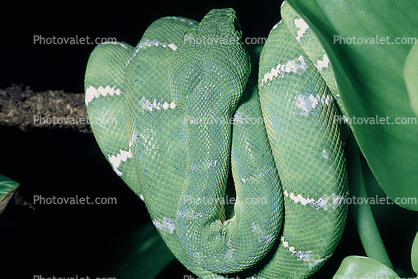 Emerald Tree Boa, (Corallus canina), Boidae, Constrictor