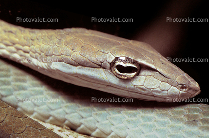 Gunther's Whip Snake, or Burmese Vine Snake, (Ahaetulla fronticincta), Vinesnake, Mildly Venomous, Colubridae, Colubrinae