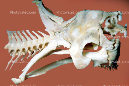 Skull, Skeleton, Gaboon Viper (Bitis Gabonica), Venomous Viper, Viperidae, Viperinae, Bitis