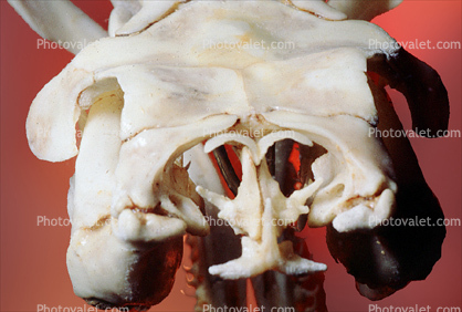 Skull, Skeleton, Gaboon Viper (Bitis Gabonica), Venomous Viper, Viperidae, Viperinae, Bitis