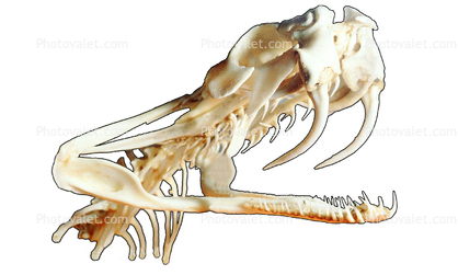 Fangs, Skull, Skeleton, Gaboon Viper (Bitis Gabonica), Venomous Viper, Viperidae, Viperinae, Bitis