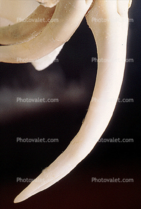 Fangs, Skeleton, Gaboon Viper (Bitis Gabonica), Venomous Viper, Viperidae, Viperinae, Bitis
