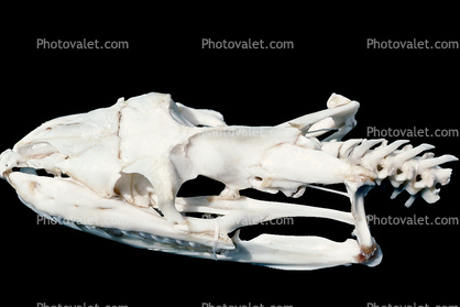 Burmese Python, (Python molurus bivittatus), Pythonidae, constrictor, head skull