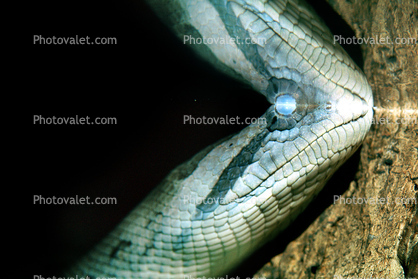 Green Anaconda, (Eunectes murinus), Boidae, Boa, Python