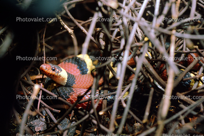 Scarlet Kingsnake, (Lampropeltis triangulum elapsoides), Colubridae, mimic snake