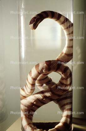 Banded Sea Snake, (Laticauda colubrina)