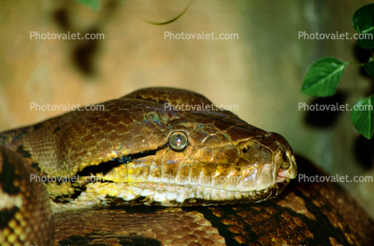 Anaconda, head, eyes, Boidae, Boinae