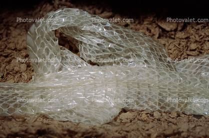 Molted Corn Snake, (Elaphe guttatat guttata), skin