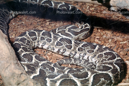 Urutu Snake (Bothrops alternatus), Venomous, Pitviper, Viper, Viperdae