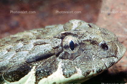 Death Adder, Face, Eyes, (Acanthophis antarcticus), Elapidae
