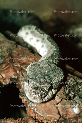 Southern Pacific Rattlesnake, Viper, Venomous, Deadly, Scales, Skin, Viperidae, Crotalinae, Crotalus